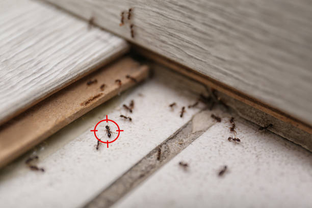 Best Termite Control Services  in Gibson City, IL